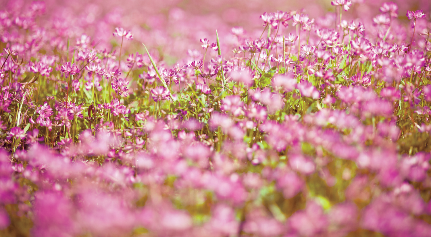 Astragalus Cressana® Nederland