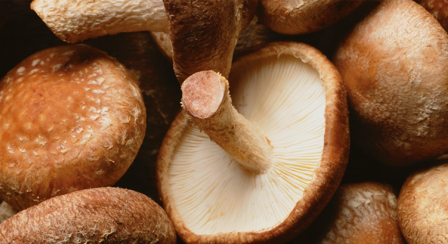 Shiitake Cressana® Nederland