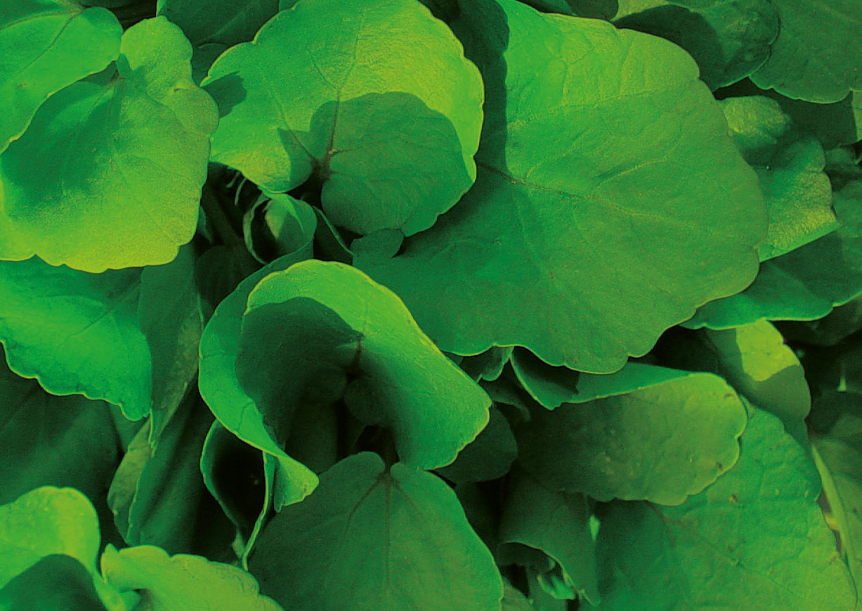 Waterkers Cressana® Nederland