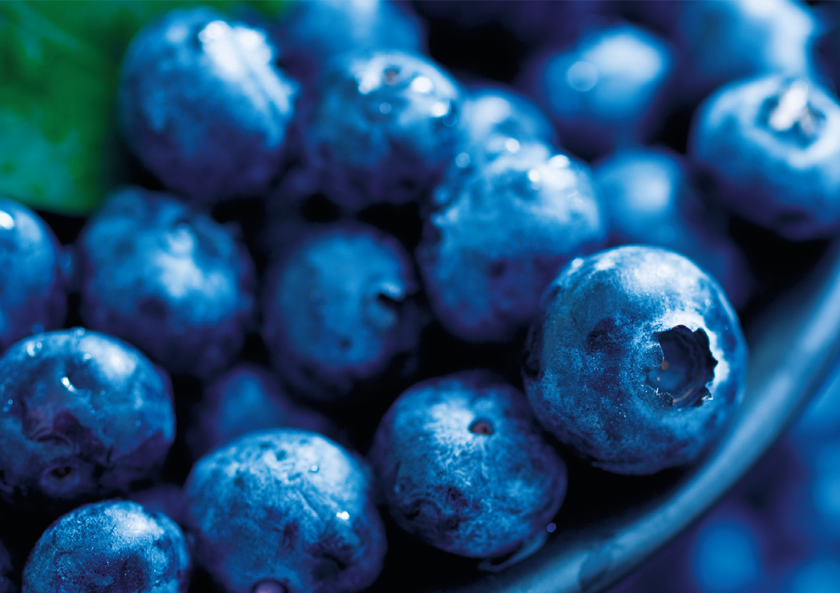 Wilde blauwe bosbes Cressana® Nederland